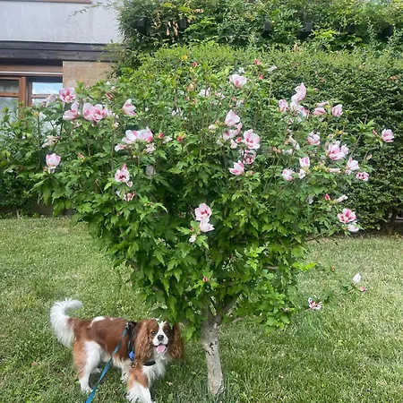 公寓 Amara Santa Marina, 索佐波尔