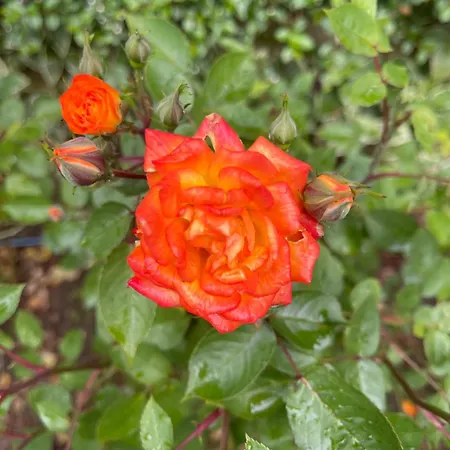 Amara Santa Marina, 公寓 索佐波尔