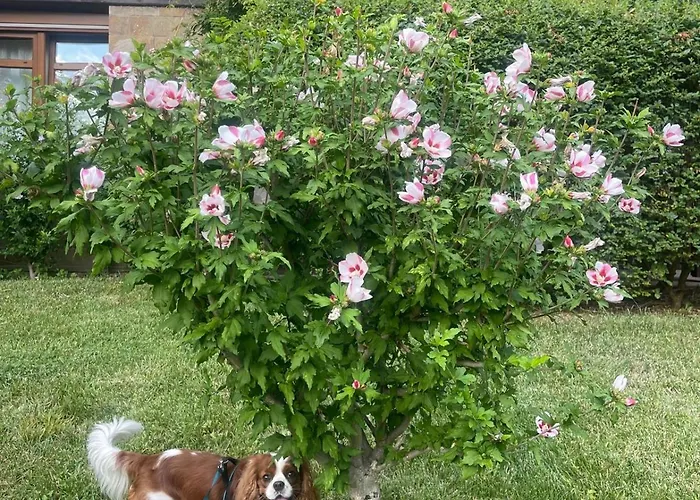 Lejlighed Amara Santa Marina, Sozopol
