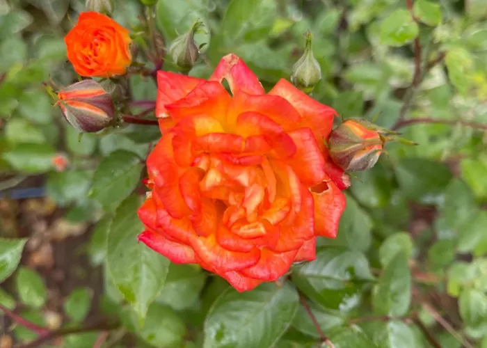 Amara Santa Marina, Lejlighed Sozopol